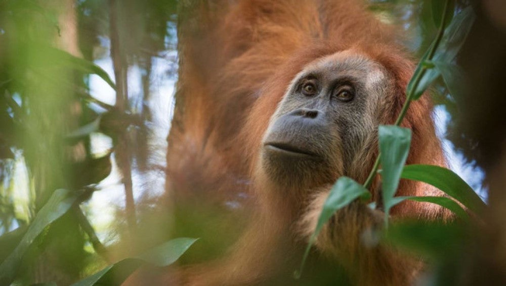Descubren una nueva especie de orangutan en Sumatra
