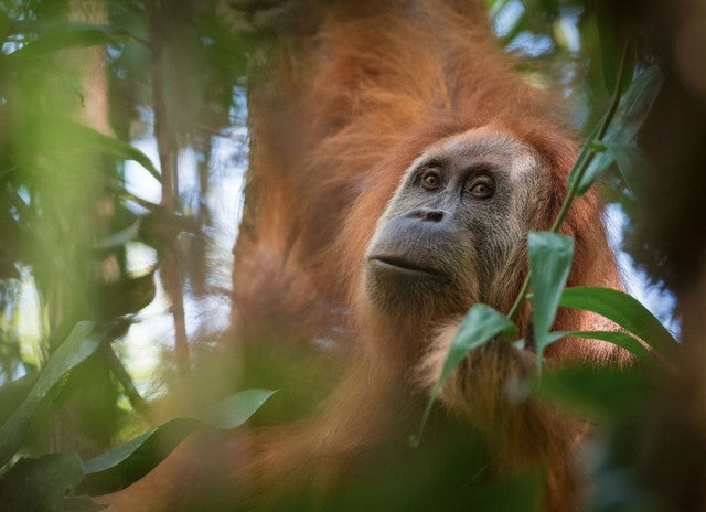 Hallan tiroteado, apuñalado y decapitado en Indonesia a un orangután que estaba en peligro de extinción Hallan tiroteado, apuñalado y decapitado en Indonesia a un orangután que estaba en peligro de extinción