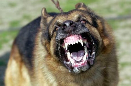 Un hombre muere devorado por sus perros de presa en una casa ubicada en el término rural de Sagunto Un hombre muere devorado por sus perros de presa en una casa ubicada en el término rural de Sagunto