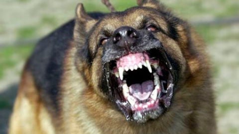 PASTOR ALEMAN AGRESIVO 