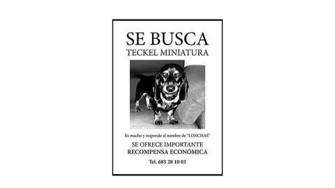 Los due&ntilde;os de Lonchas, el perro perdido en Alcal&aacute; de Henares, ofrecen una recompensa de 10.000 euros