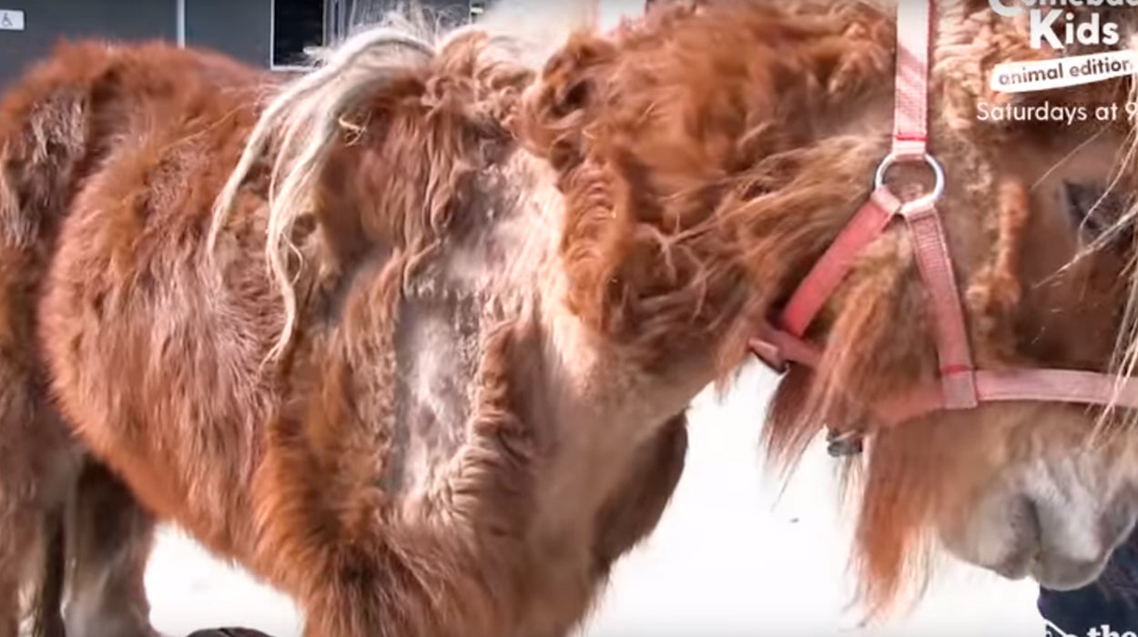Poly, un poni maltratado, se recupera tras ser rescatado por una protectora de animales Poly, un poni maltratado, se recupera tras ser rescatado por una protectora de animales