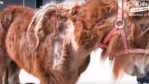 Poly, el pony maltratado