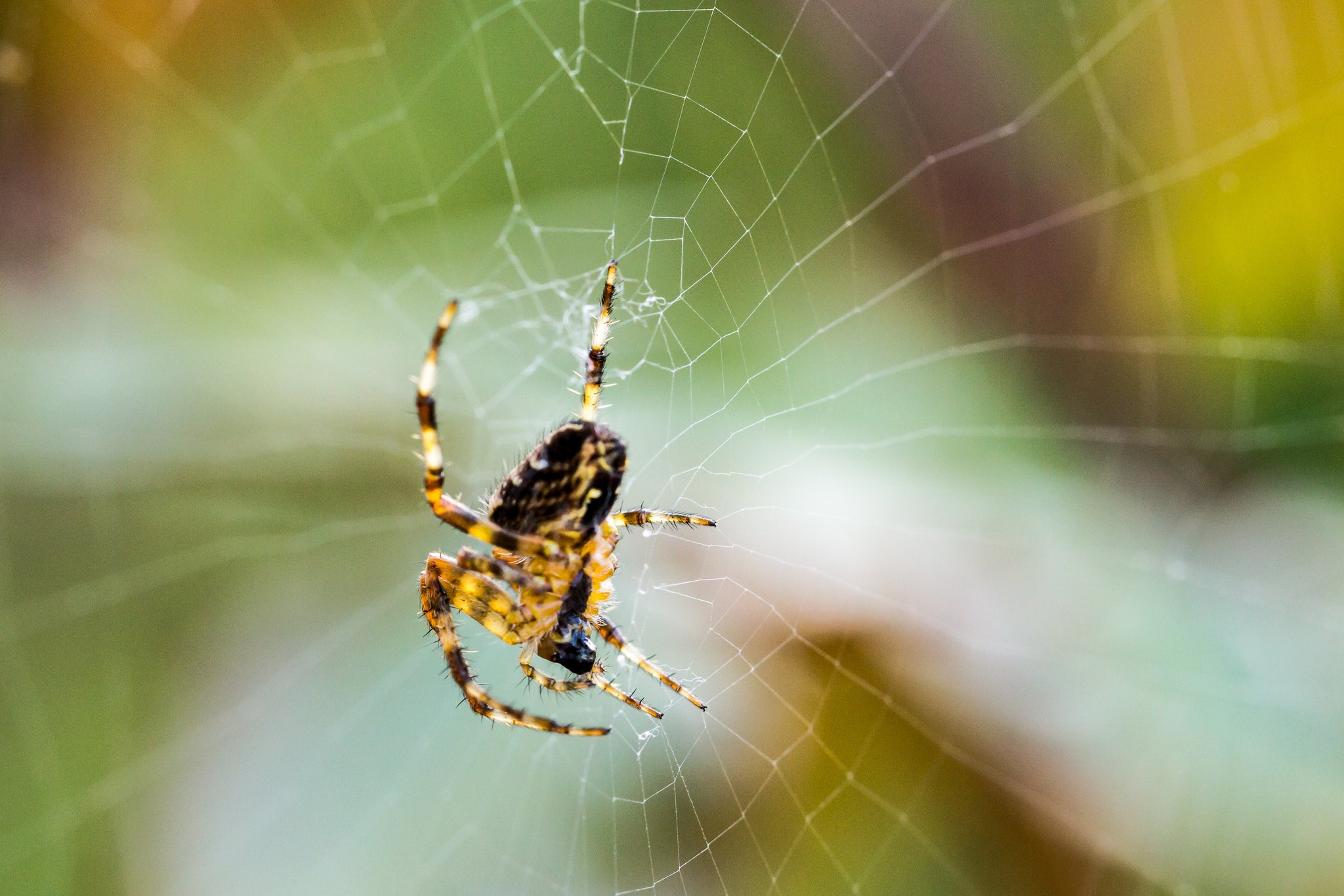Las prodigiosas arañas Las prodigiosas arañas