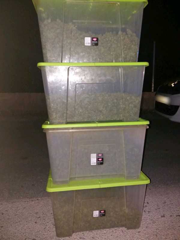 La Policía Local de Elche sorprende a tres hombres cargando en un vehículo más de 5 kilogramos de marihuana La Policía Local de Elche sorprende a tres hombres cargando en un vehículo más de 5 kilogramos de marihuana