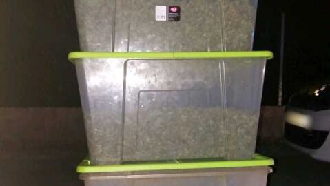 Marihuana incautada por la Polic&iacute;a Local de Elche