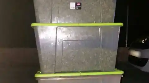 Marihuana incautada por la Policía Local de Elche Marihuana incautada por la Policía Local de Elche