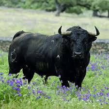 "La Tauromaquia" "La Tauromaquia"