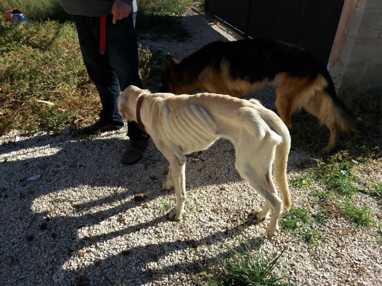 La Policía Local de Elche incoa diligencias por un caso de abandono animal La Policía Local de Elche incoa diligencias por un caso de abandono animal