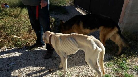 Los dos perros encontrados en la casa de campo de Elche