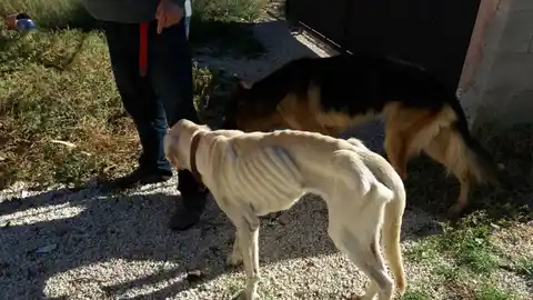 Los dos perros encontrados en la casa de campo de Elche Los dos perros encontrados en la casa de campo de Elche