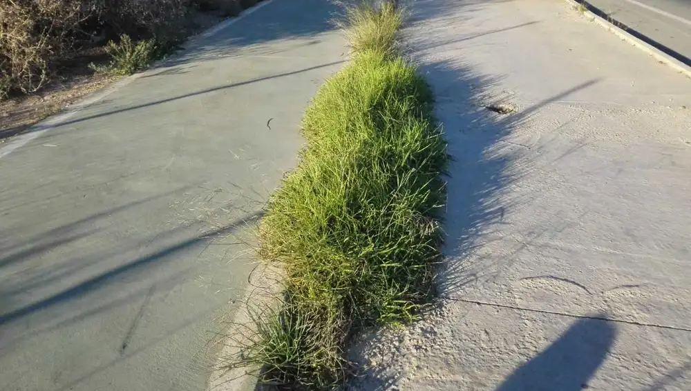 Hierba junto al carril-bici y la acera de la Ronda Norte de Elche Hierba junto al carril-bici y la acera de la Ronda Norte de Elche