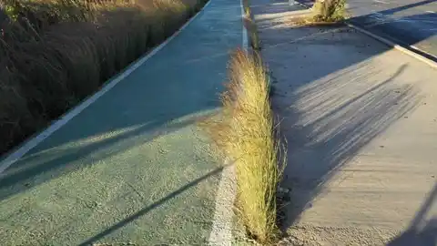 La vegetación silvestre ha crecido junto al carril-bici de la Ronda Norte de Elche La vegetación silvestre ha crecido junto al carril-bici de la Ronda Norte de Elche