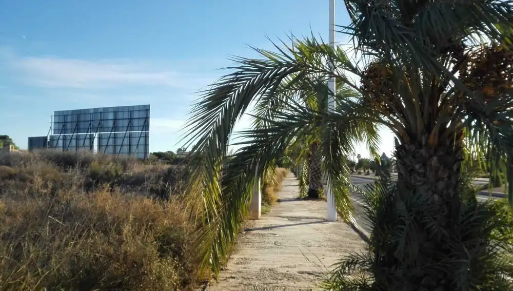 Palmera sin podar en la Ronda Norte de Elche Palmera sin podar en la Ronda Norte de Elche