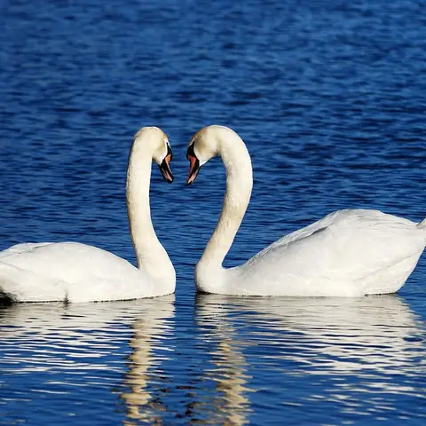 Pareja de cisnes Pareja de cisnes