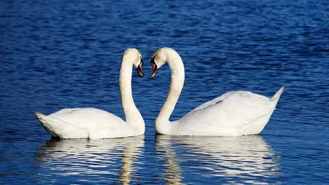 Pareja de cisnes Pareja de cisnes