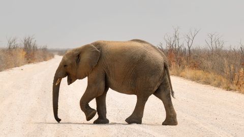 Elefante
