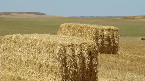 Pacas de paja Un hombre fallece tras caerle una paca de paja