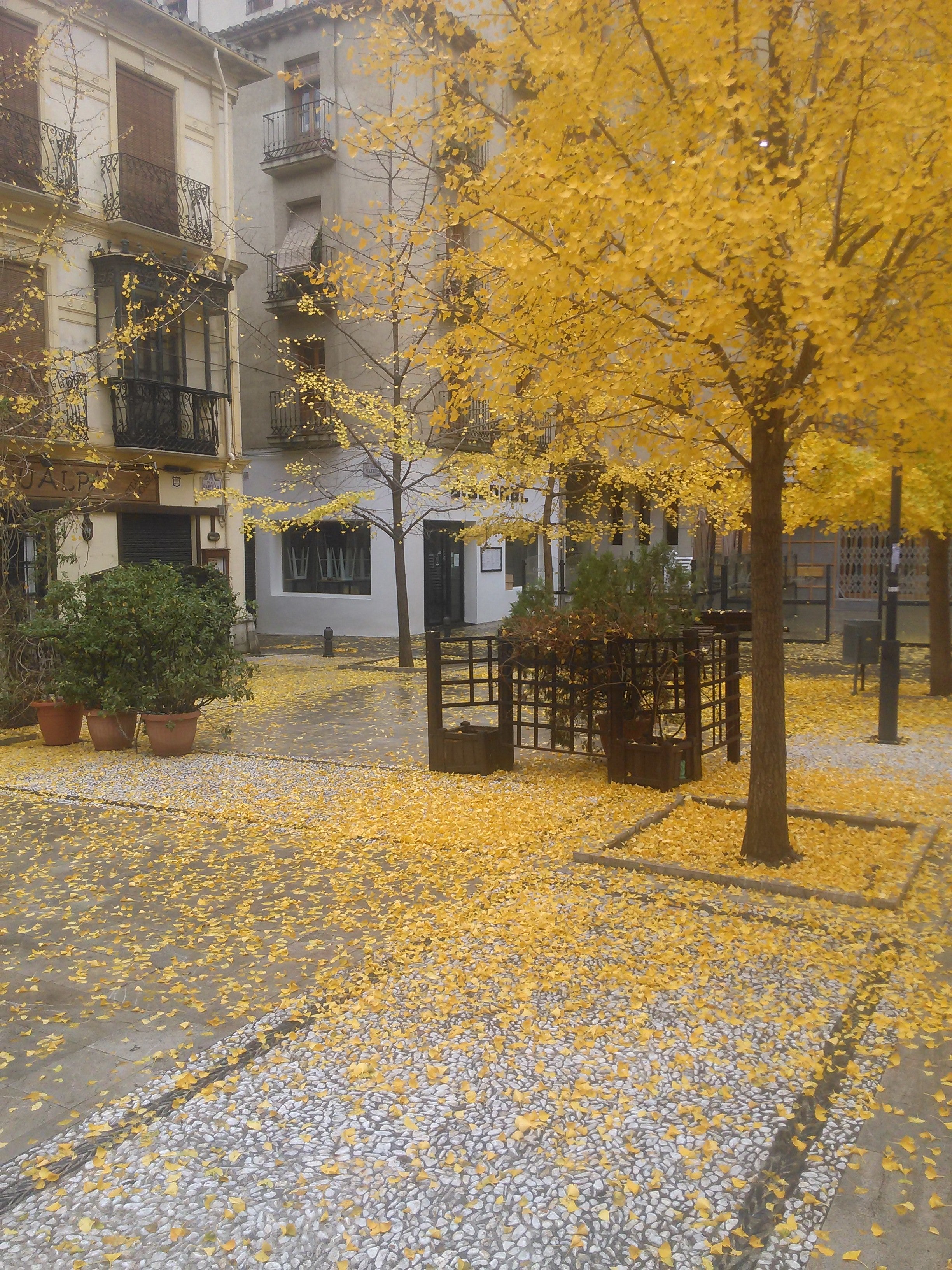 Por fin llega el otoño Por fin llega el otoño
