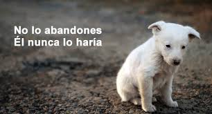 Cómo evitar el abandono de las mascotas Cómo evitar el abandono de las mascotas