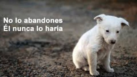 Abandono animal