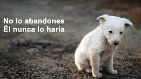 Acanherny Abandono animal