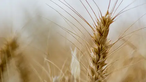 Un nuevo tipo de trigo sin gluten y sin efectos adversos para la salud Un nuevo tipo de trigo sin gluten y sin efectos adversos para la salud