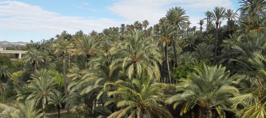 Palmeral de Elche. Palmeral de Elche.