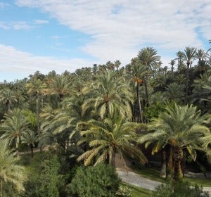 Palmeral de Elche. Palmeral de Elche.