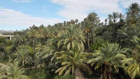 Palmeral de Elche.