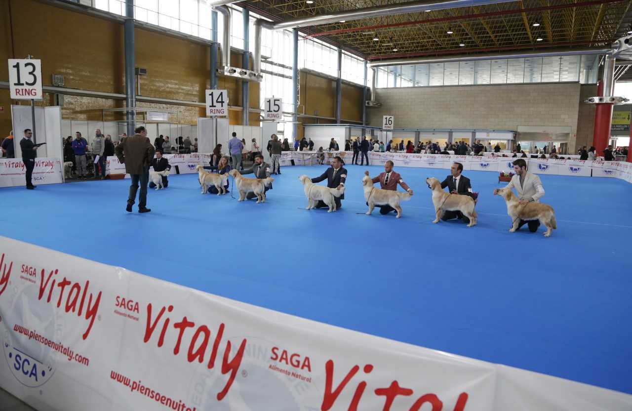 Expocachorro exhibe en IFA a 2.800 perros de 300 razas distintas Expocachorro exhibe en IFA a 2.800 perros de 300 razas distintas