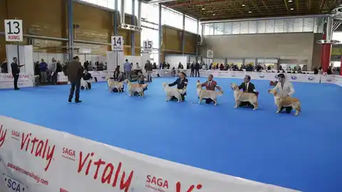 Perros en una edición de Expocachorro Perros en una edición de Expocachorro