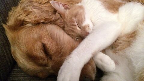 Amor entre perro y gato