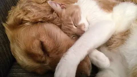 Amor entre perro y gato Amor entre perro y gato