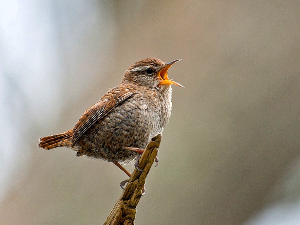 La Junta modificará los límites de 11 zonas de especial protección para las aves La Junta modificará los límites de 11 zonas de especial protección para las aves