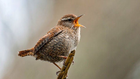 Un p&aacute;jaro