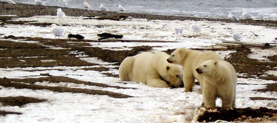 Osos polares en la en el Refugio de Alaska Osos polares en la en el Refugio de Alaska