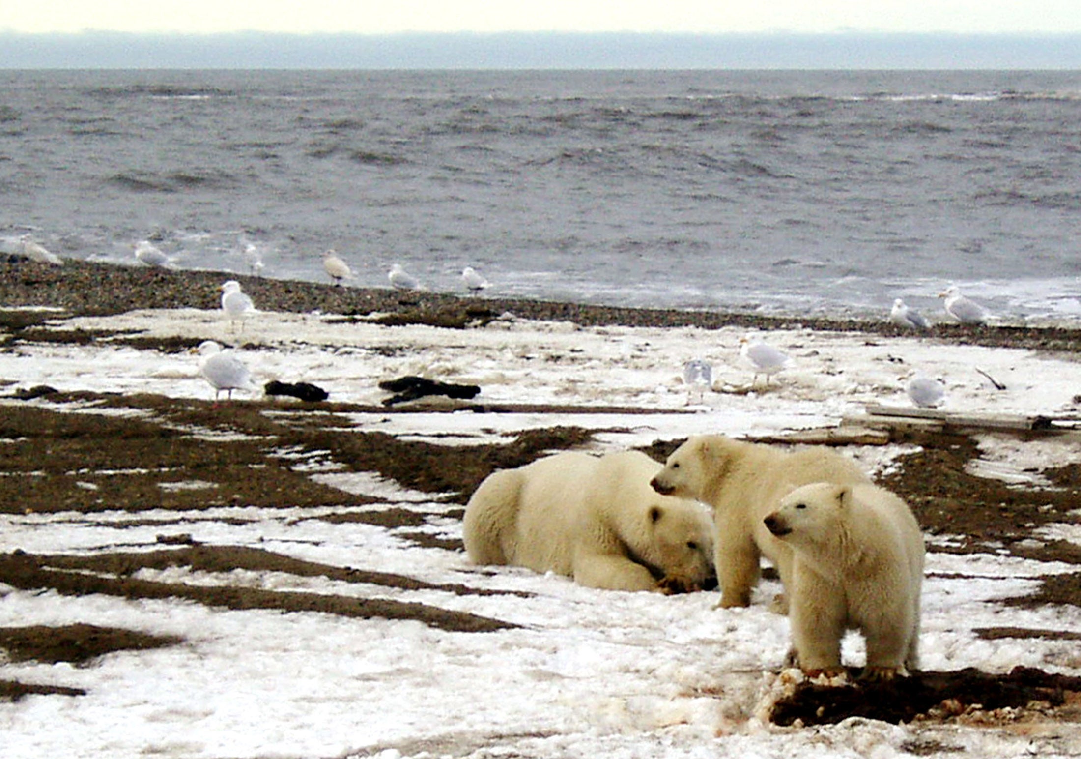 Los osos polares tienen problemas para cazar focas por culpa del cambio climático Los osos polares tienen problemas para cazar focas por culpa del cambio climático