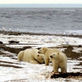 Osos polares en la en el Refugio de Alaska