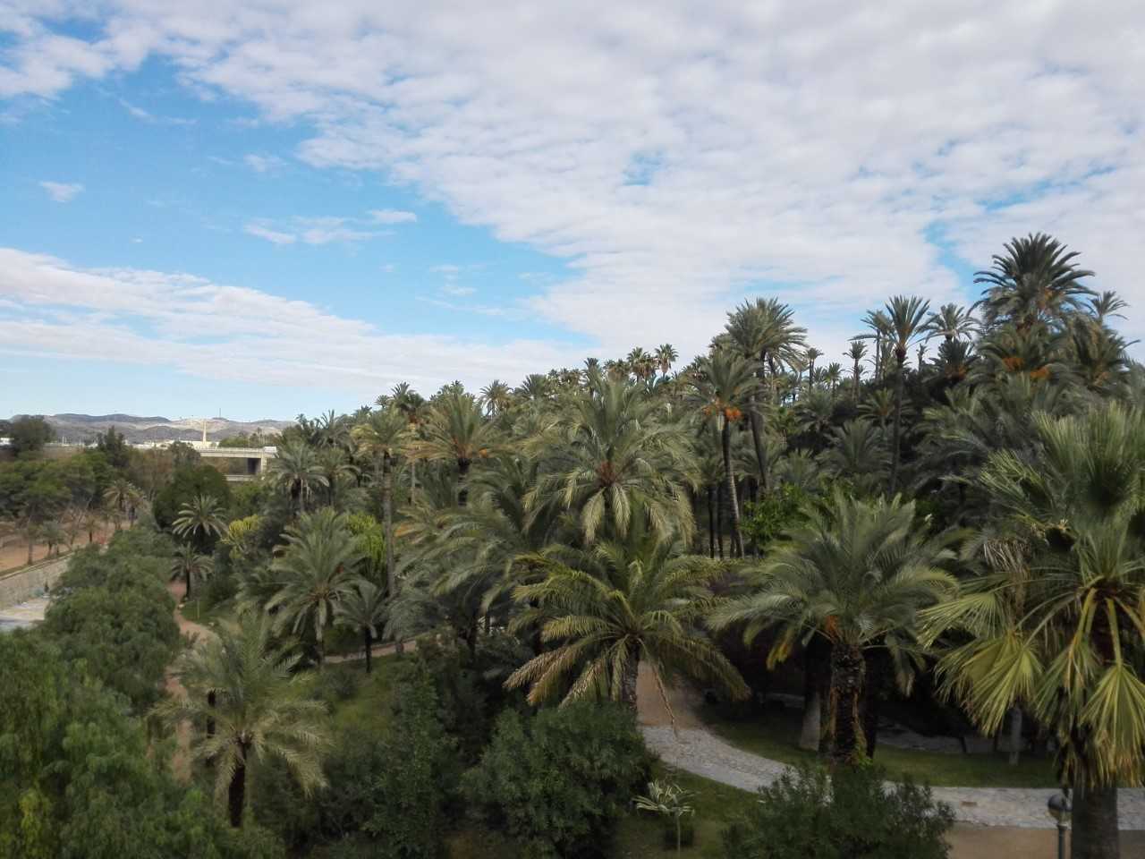 Ilicitanos por Elche pide formación reglada para el oficio de palmerero y que la RAE cree ese término en el diccionario Ilicitanos por Elche pide formación reglada para el oficio de palmerero y que la RAE cree ese término en el diccionario