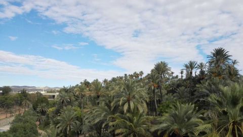 Vista del Palmeral de Elche.