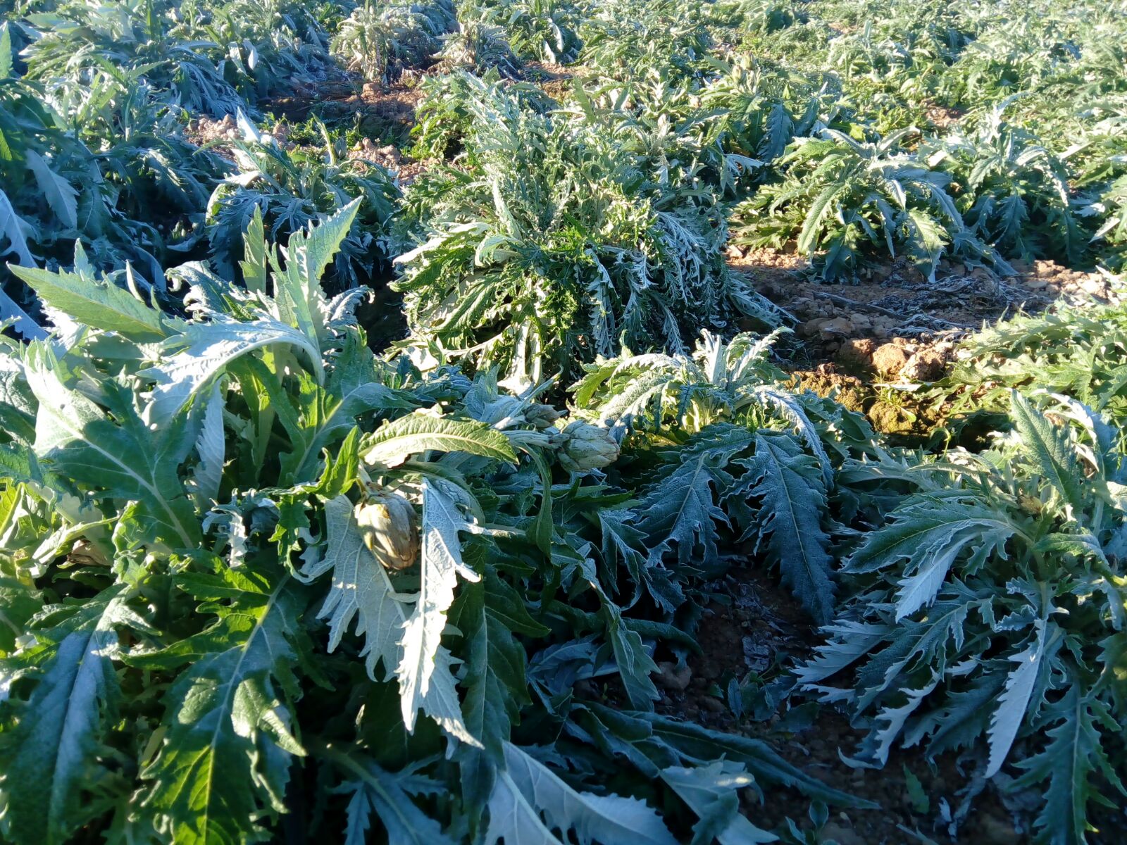 El frío comienza a remitir a las puertas del puente festivo El frío comienza a remitir a las puertas del puente festivo