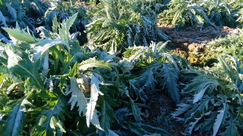 Alcachofas con escarcha en un cultivo del Camp d'Elx.