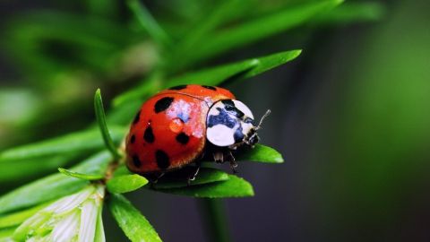 Mariquita