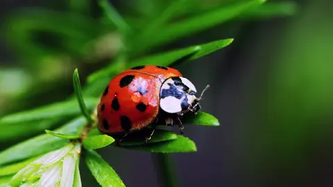 Mariquita Mariquita