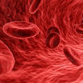 Foto ampliada de los glóbulos rojos de la sangre