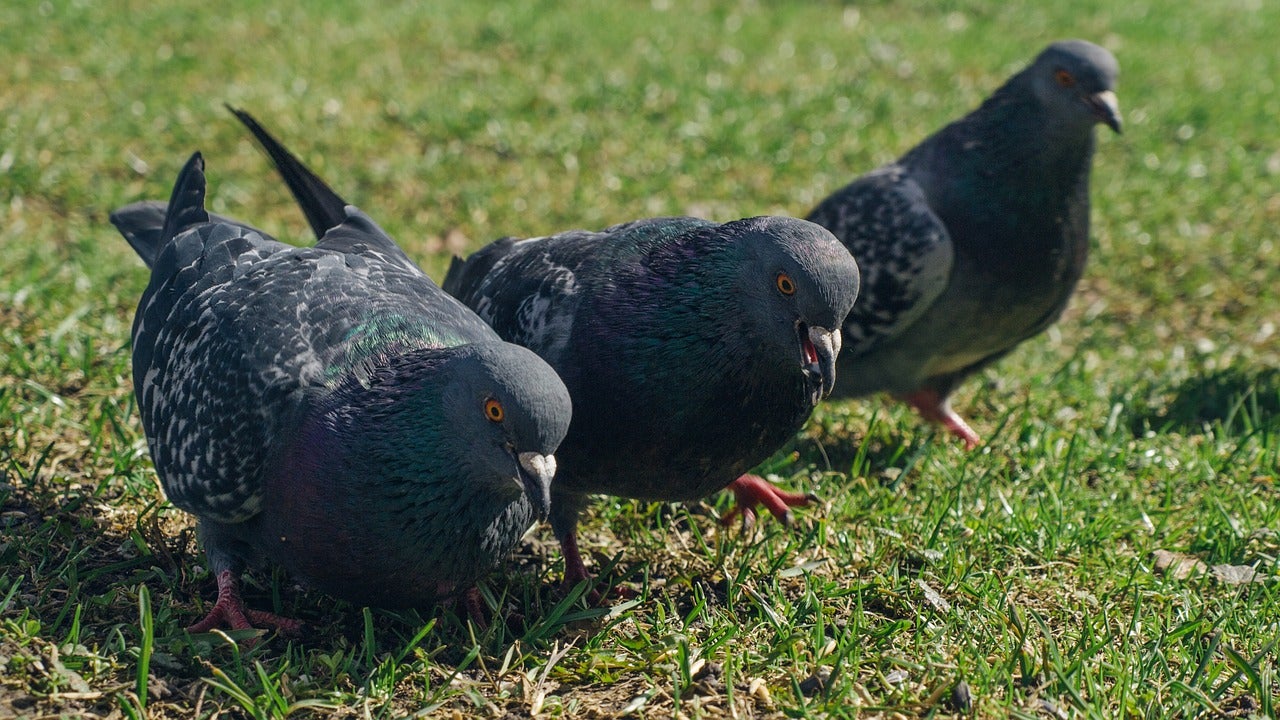 Miles de palomas de élite siguen desaparecidas en España Miles de palomas de élite siguen desaparecidas en España