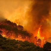 Incendios forestales Incendios forestales