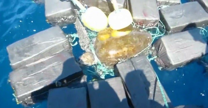 Encuentran una tortuga marina enredada entre varios fardos de cocaína decomisados por la Guardia Costera en EEUU Encuentran una tortuga marina enredada entre varios fardos de cocaína decomisados por la Guardia Costera en EEUU