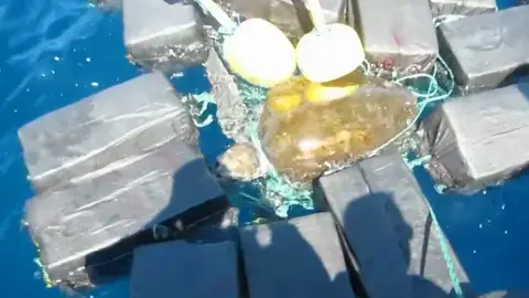Tortuga marina atrapada entre fardos de cocaína en Florida Tortuga marina atrapada entre fardos de cocaína en Florida